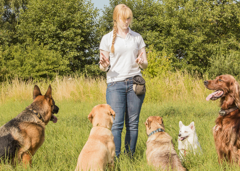 Vereinsbekleidung Hundesport